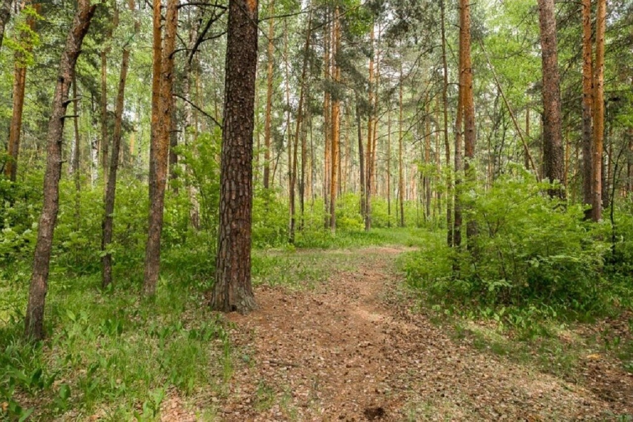 Лес в поселке Рублево
